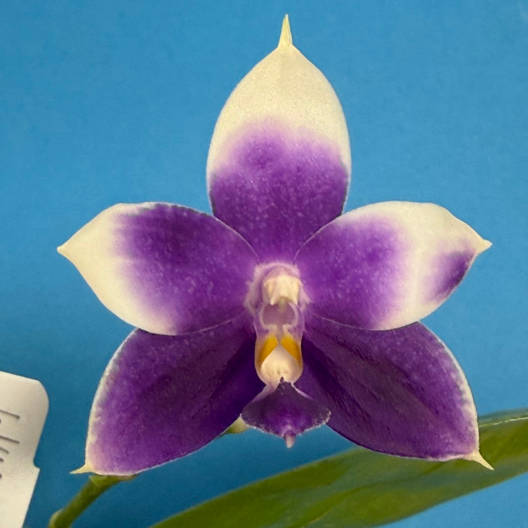 Phalaenopsis MS Blue Pax 250905 Flowering
