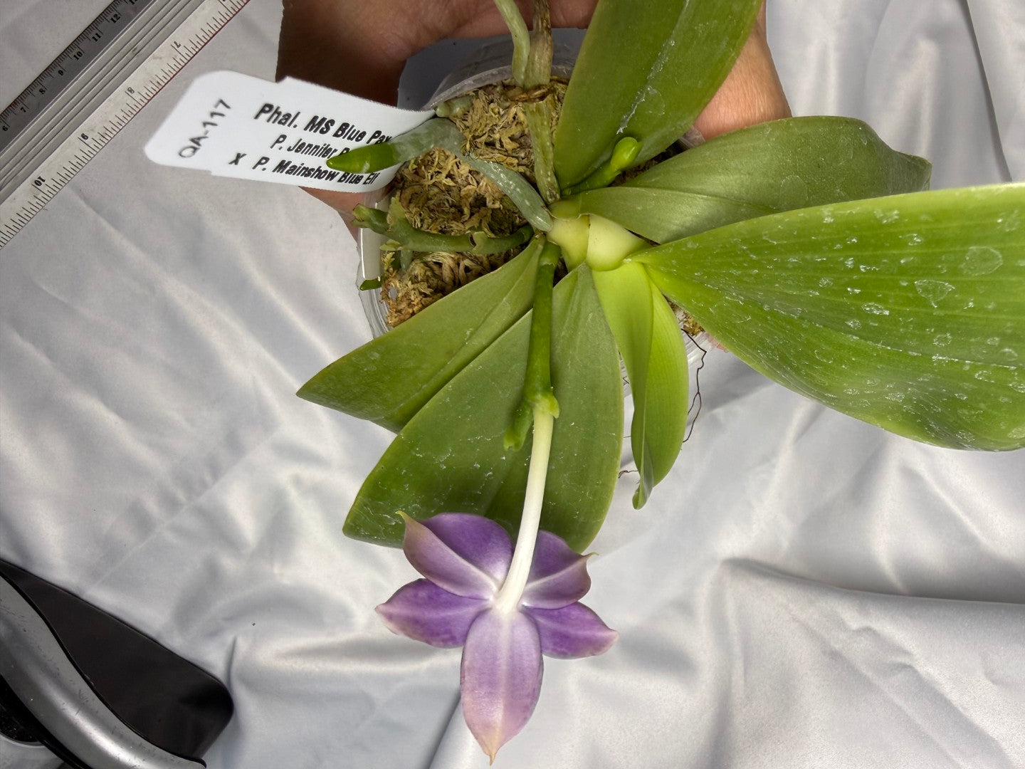 Phalaenopsis MS Blue Pax 260311 Flowering 3 spikes