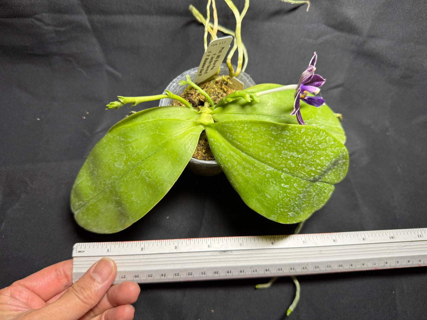 QA-117 Phalaenopsis MS Blue Pax 260825 Seed Grown Flowering Deep Color