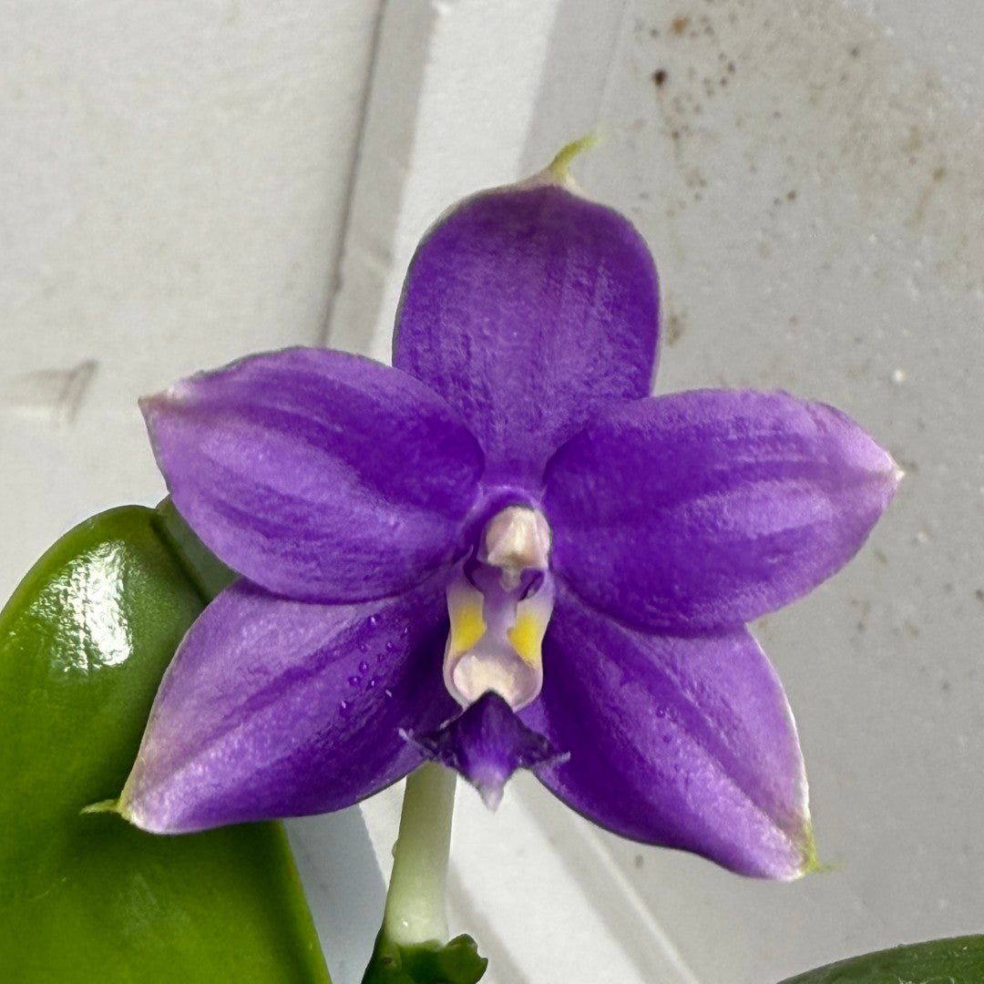 Phalaenopsis Mainshow Pylo - Seed Grown (QA-119)