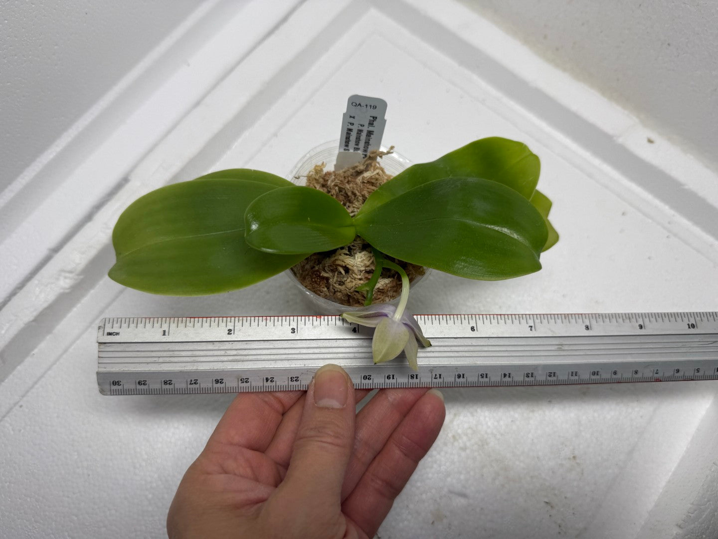 Phalaenopsis Mainshow Pylo 250819-A Flowering