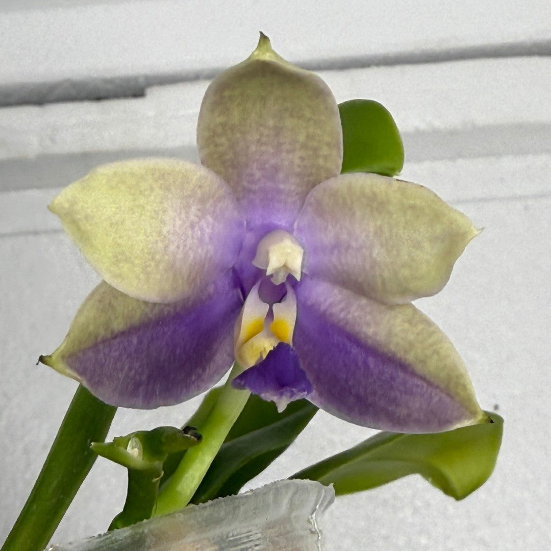 Phalaenopsis Mainshow Pylo 250819-A Flowering