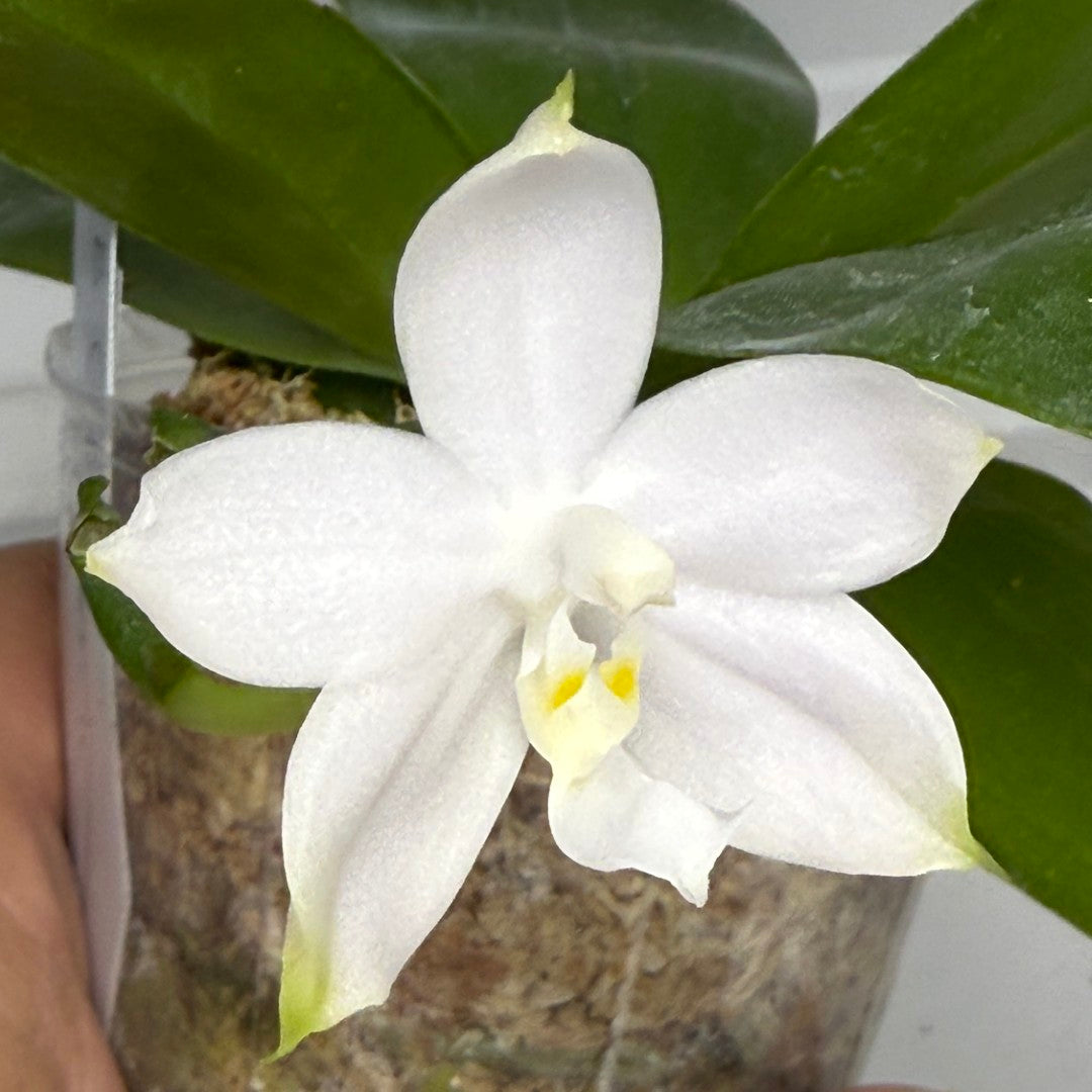 Phalaenopsis Mainshow Pylo (Alba) 250819-B Flowering with keiki