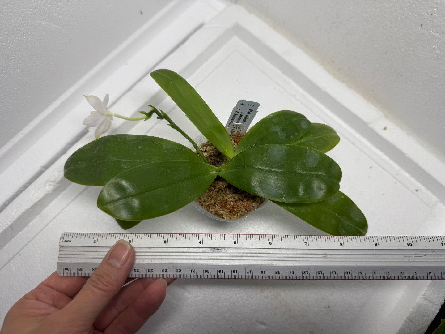 Phalaenopsis Mainshow Pylo (Alba) 250819-B Flowering with keiki