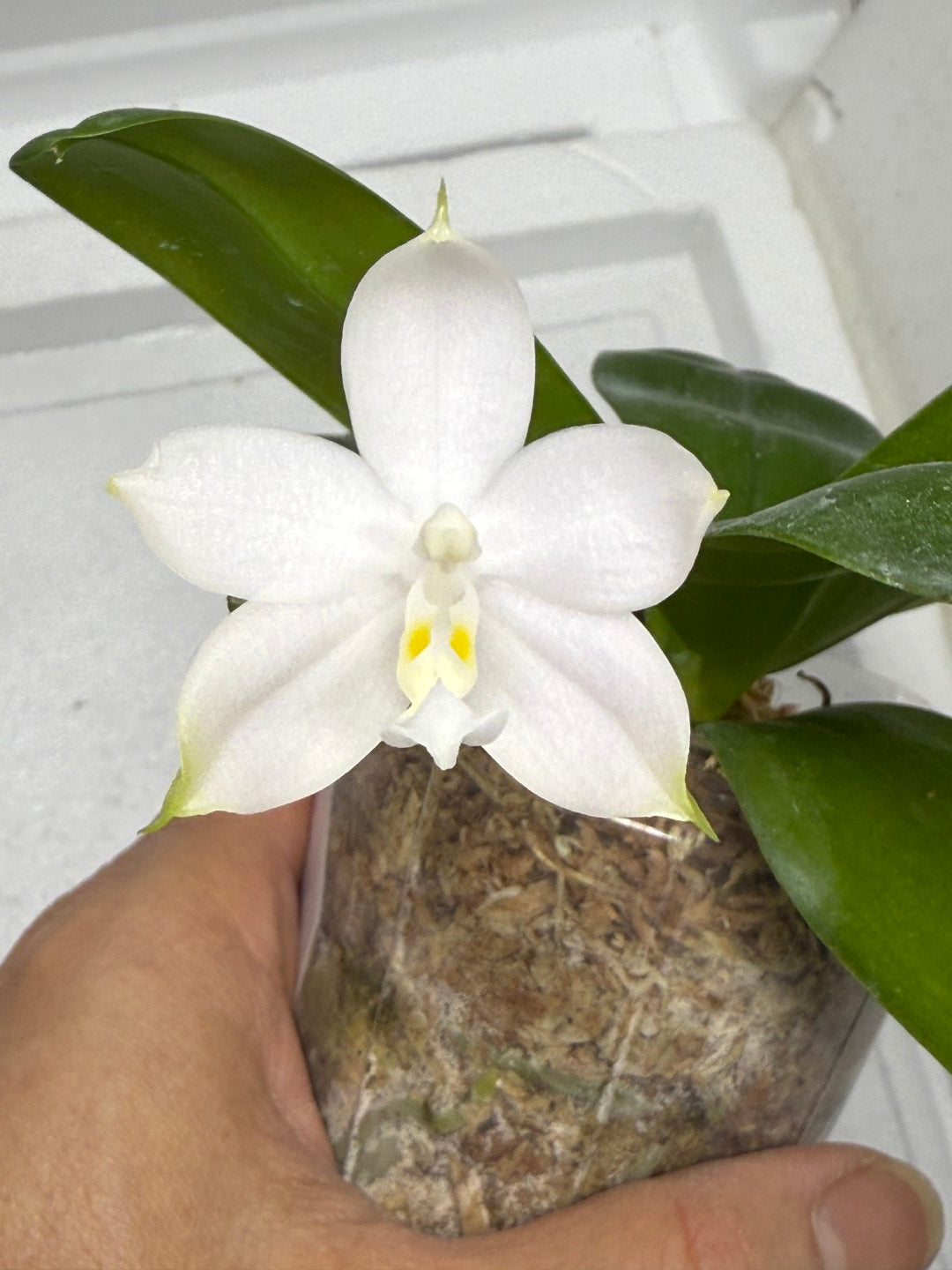 Phalaenopsis Mainshow Pylo (Alba) 250819-B Flowering with keiki