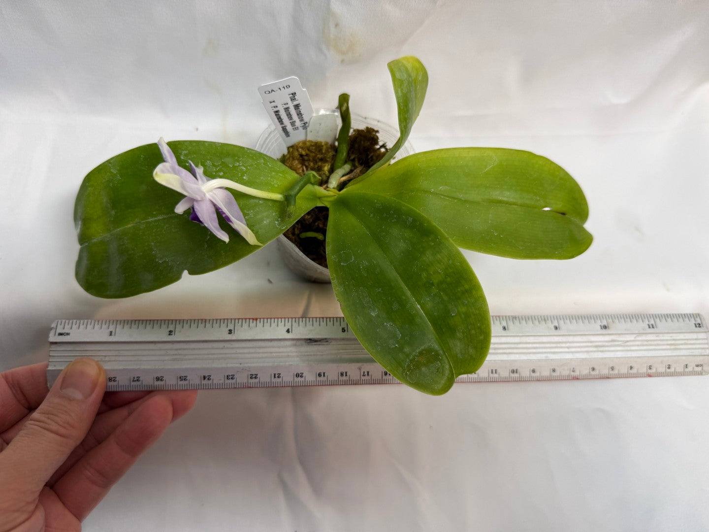 Phalaenopsis Mainshow Pylo QA-119-260606 Flowering