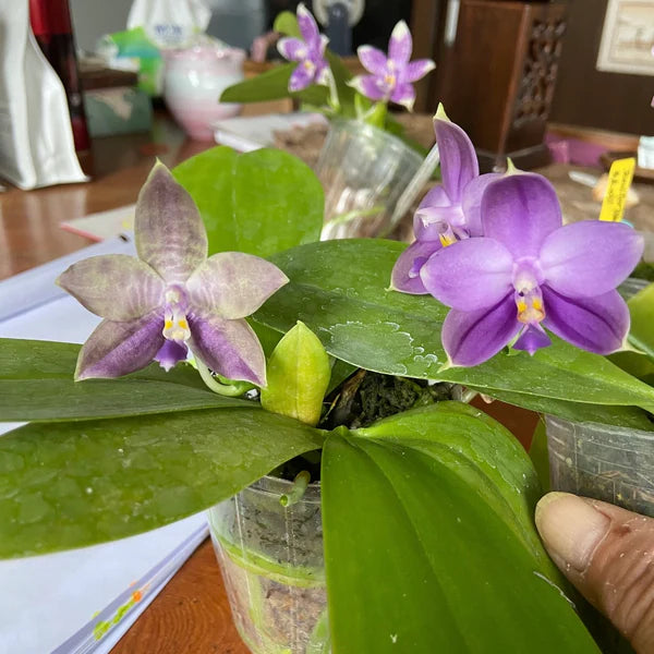 Phalaenopsis Mainshow Pylo - Seed Grown (QA-119)