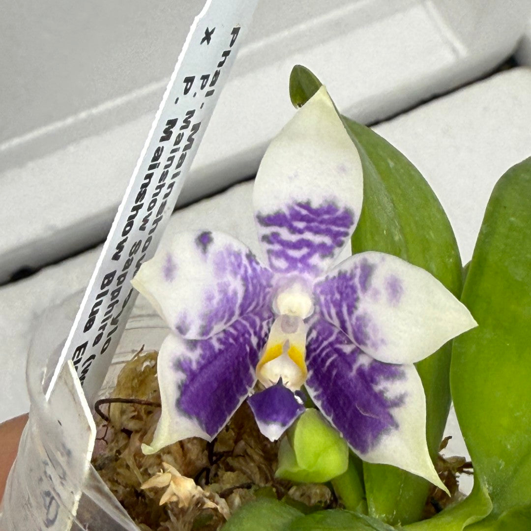 Phalaenopsis Mainshow Pylo - Seed Grown (QA-120)