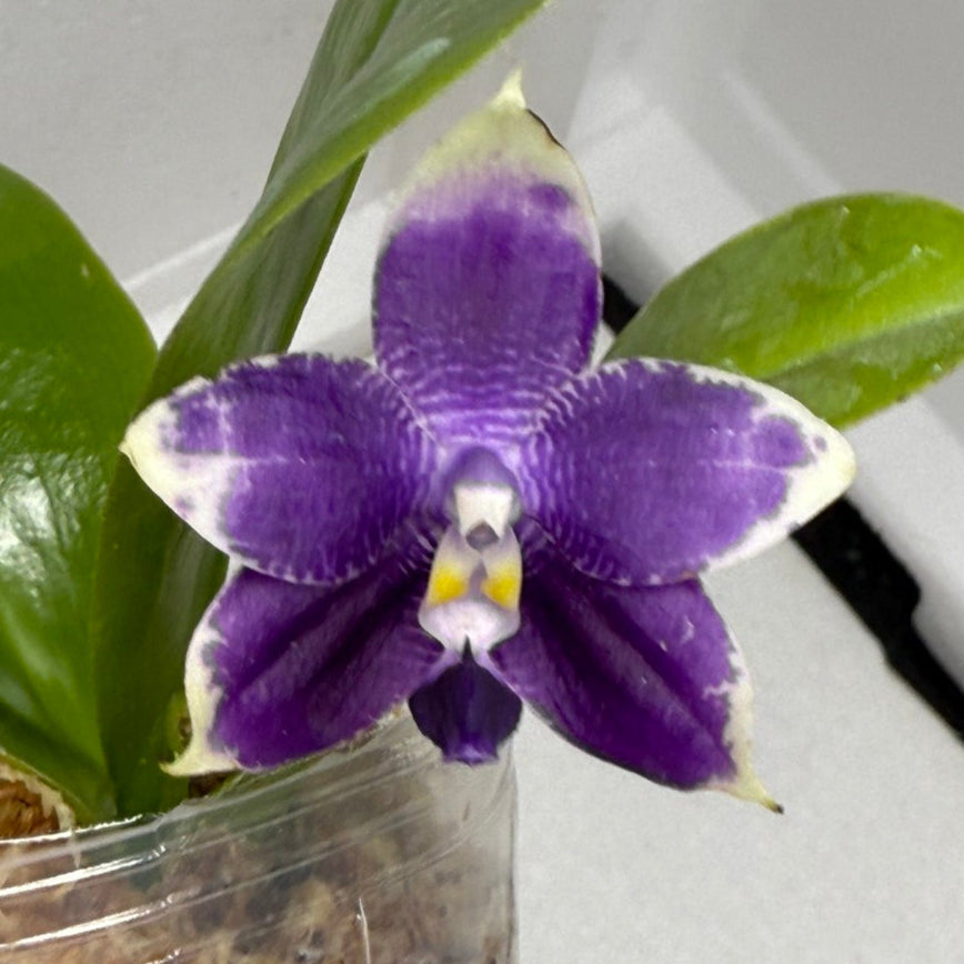 Phalaenopsis Mainshow Pylo - Seed Grown (QA-120)