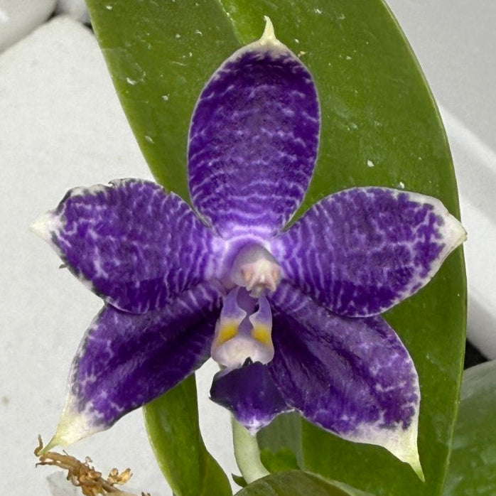 Phalaenopsis Mainshow Pylo - Seed Grown (QA-120)