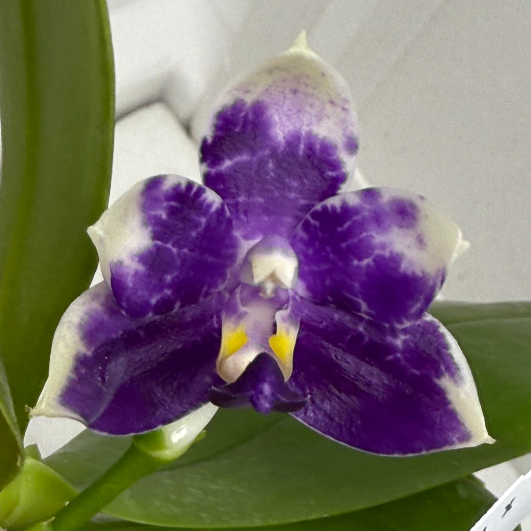 Phalaenopsis Mainshow Pylo - Seed Grown (QA-120)