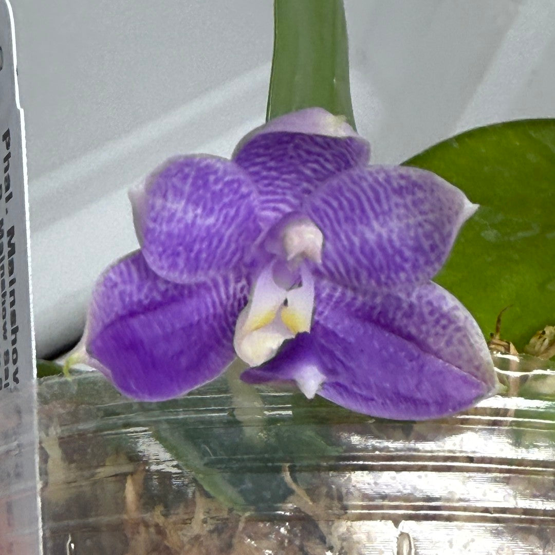 Phalaenopsis Mainshow Pylo - Seed Grown (QA-120)