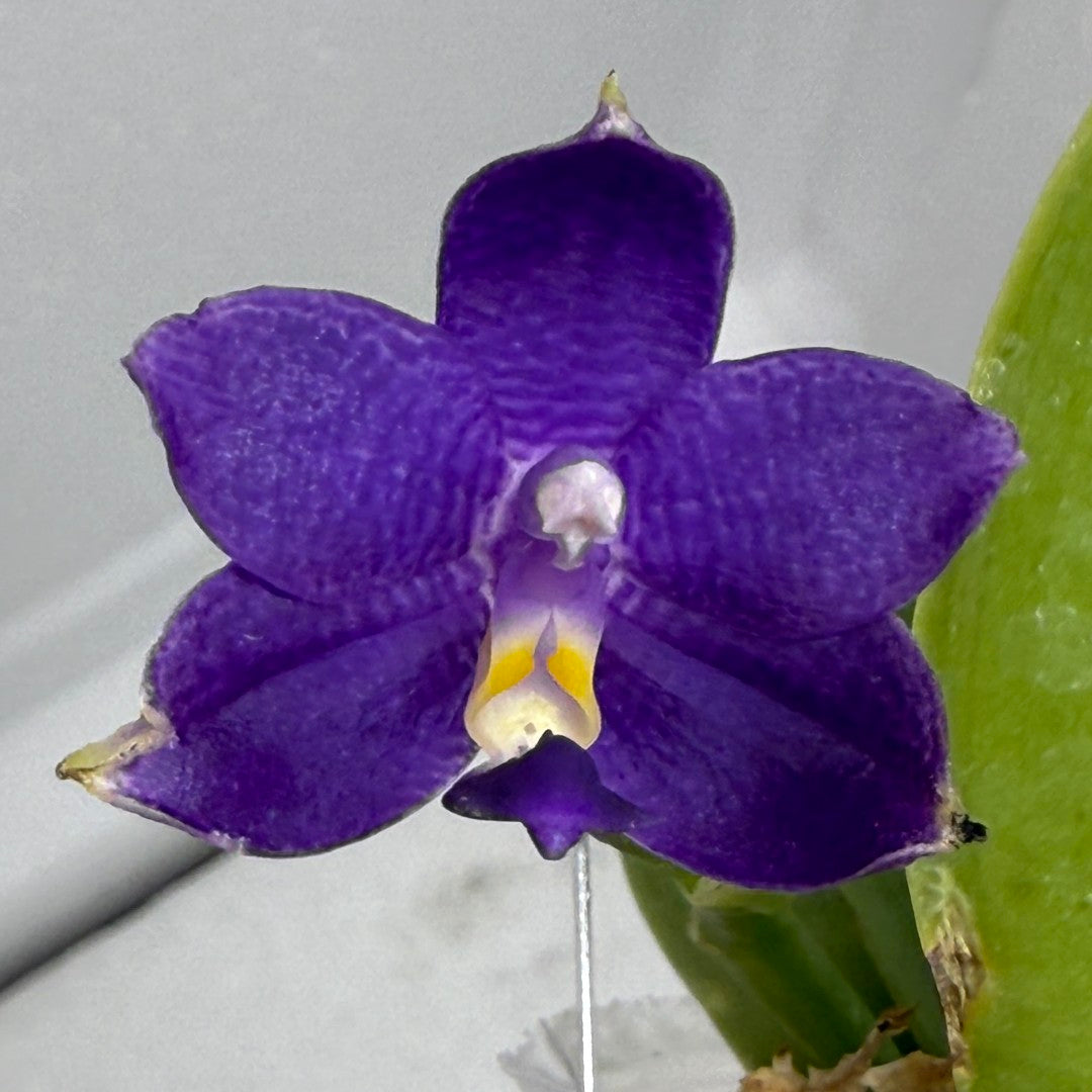 Phalaenopsis Mainshow Pylo - Seed Grown (QA-120)