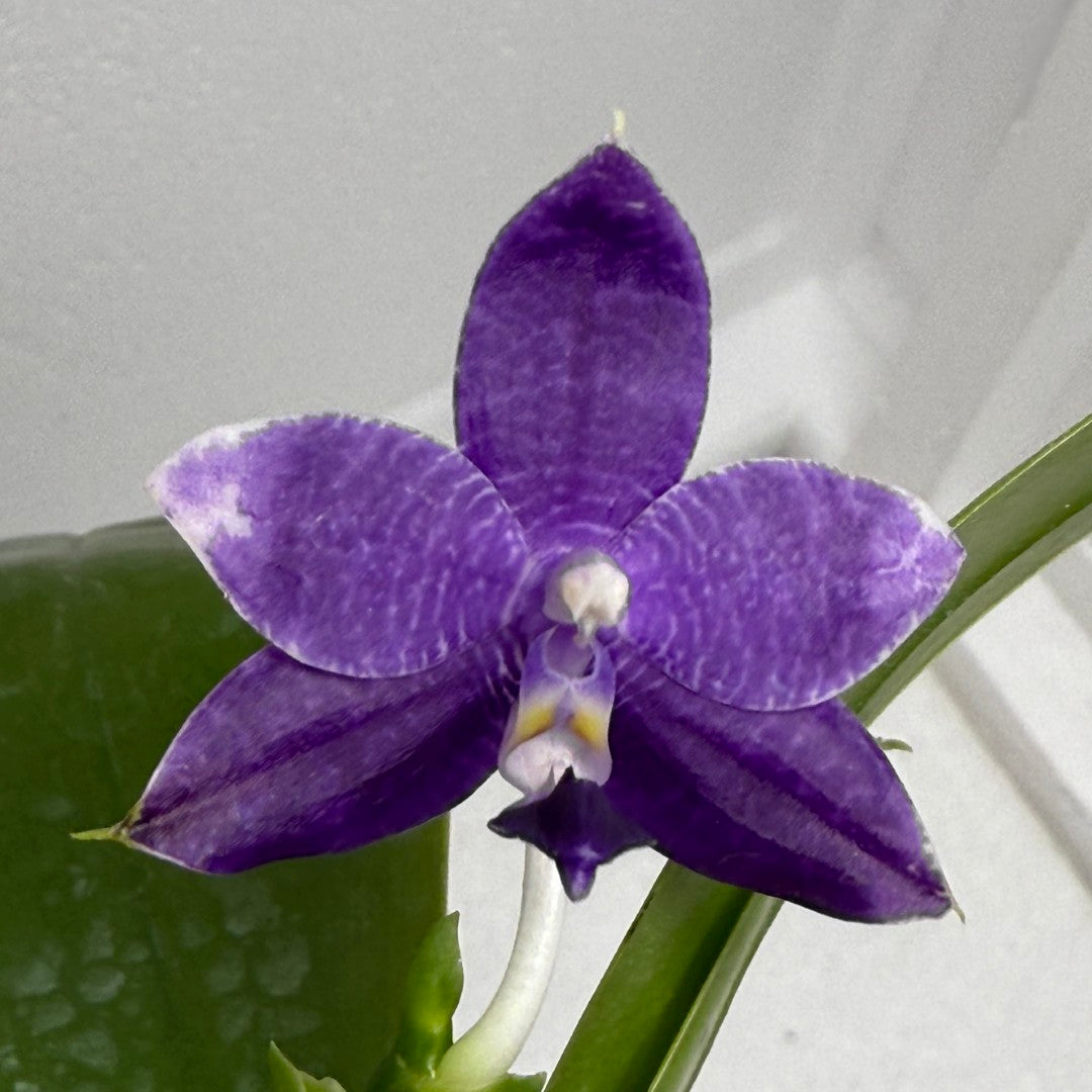 Phalaenopsis Mainshow Pylo - Seed Grown (QA-120)