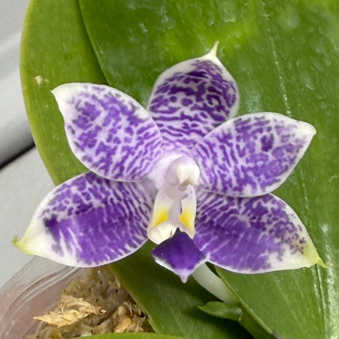 Phalaenopsis Mainshow Pylo - Seed Grown (QA-120)