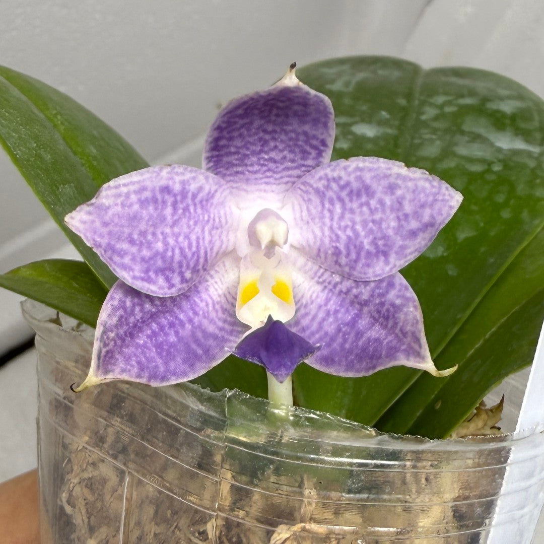 Phalaenopsis Mainshow Pylo - Seed Grown (QA-120)