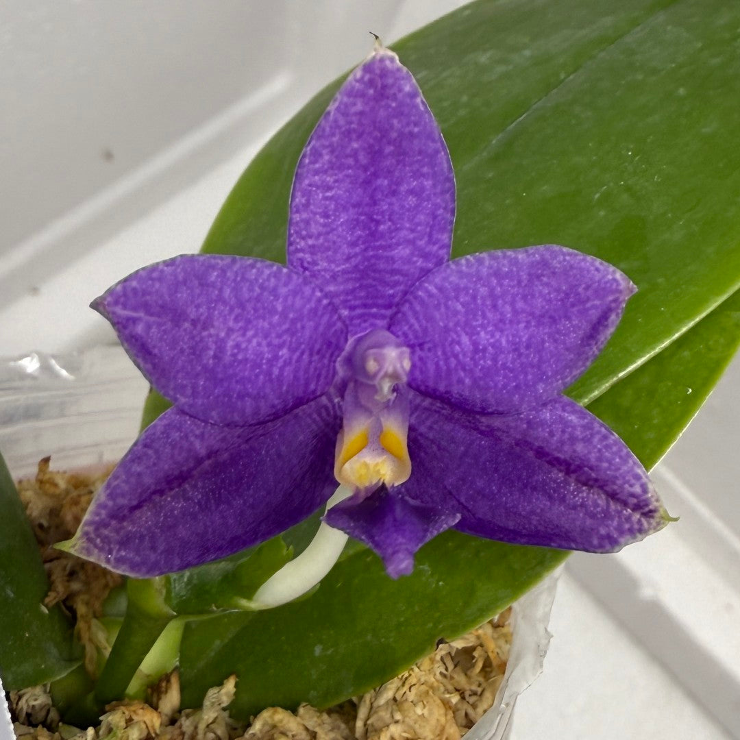 Phalaenopsis Mainshow Pylo - Seed Grown (QA-120)