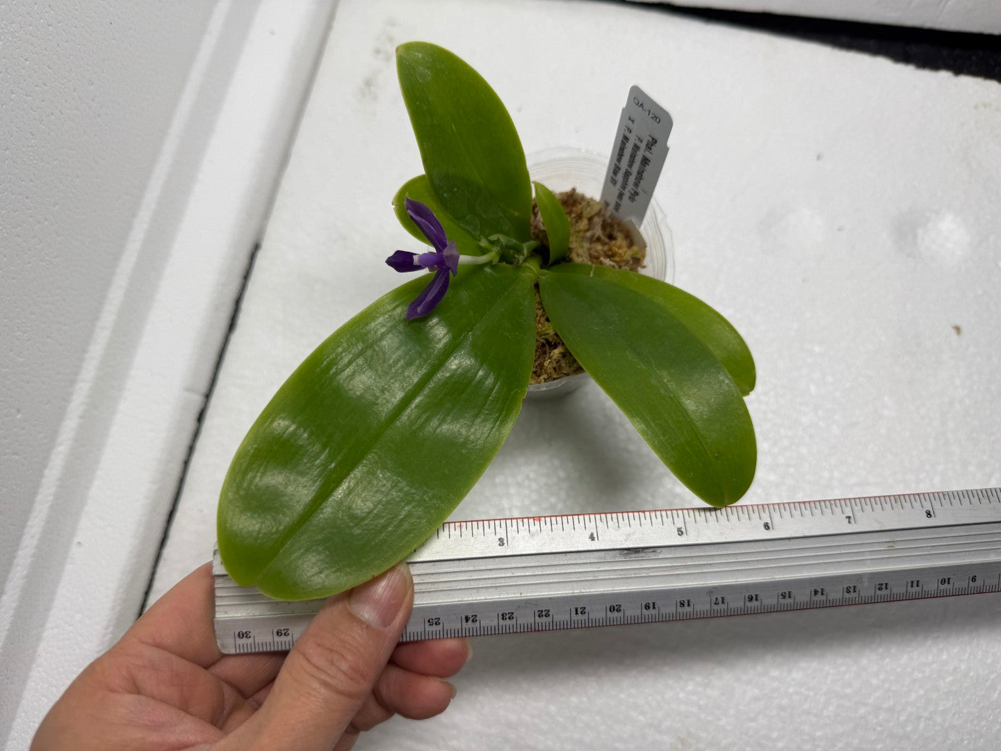 Phalaenopsis Mainshow Pylo QA-120-250818-A Flowering