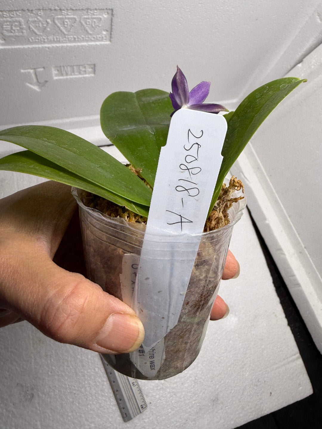 Phalaenopsis Mainshow Pylo QA-120-250818-A Flowering