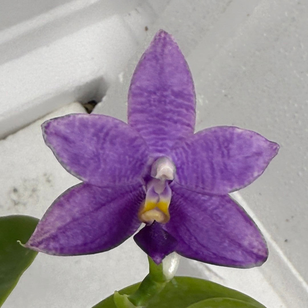 Phalaenopsis Mainshow Pylo - Seed Grown (QA-120)