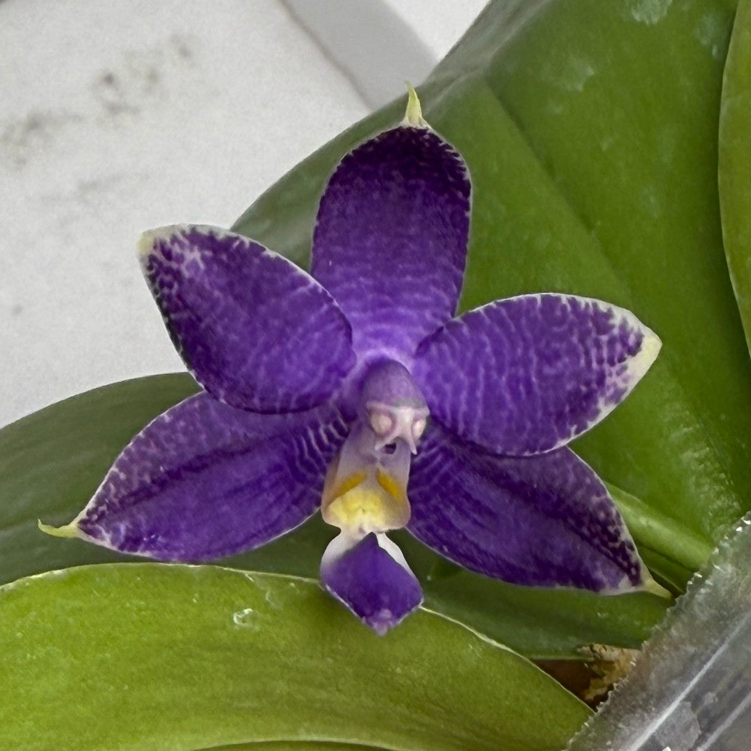 Phalaenopsis Mainshow Pylo - Seed Grown (QA-120)