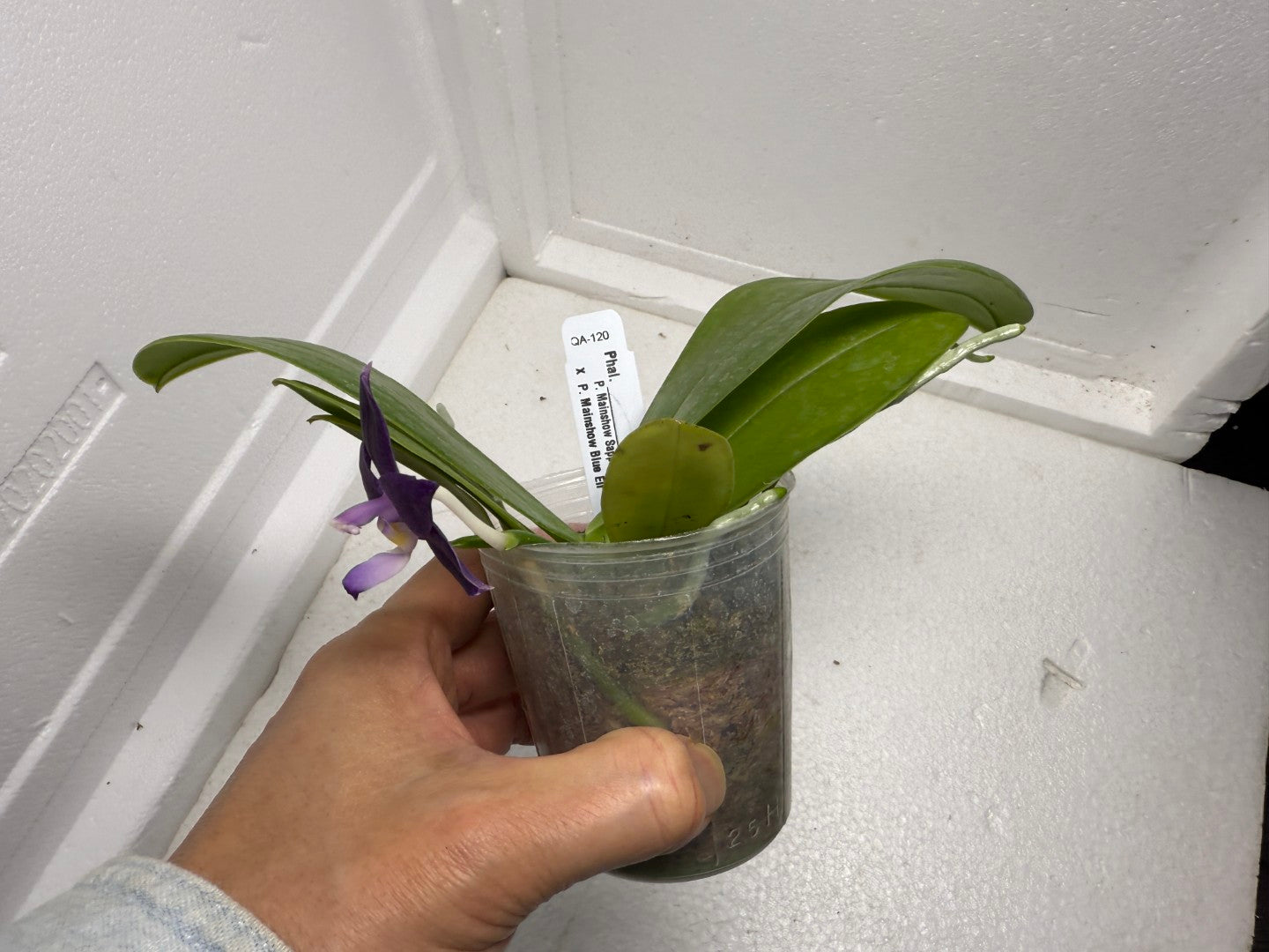 Phalaenopsis Mainshow Pylo QA-120-250901 Flowering