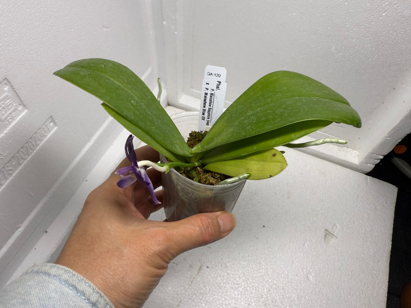 Phalaenopsis Mainshow Pylo QA-120-250901 Flowering