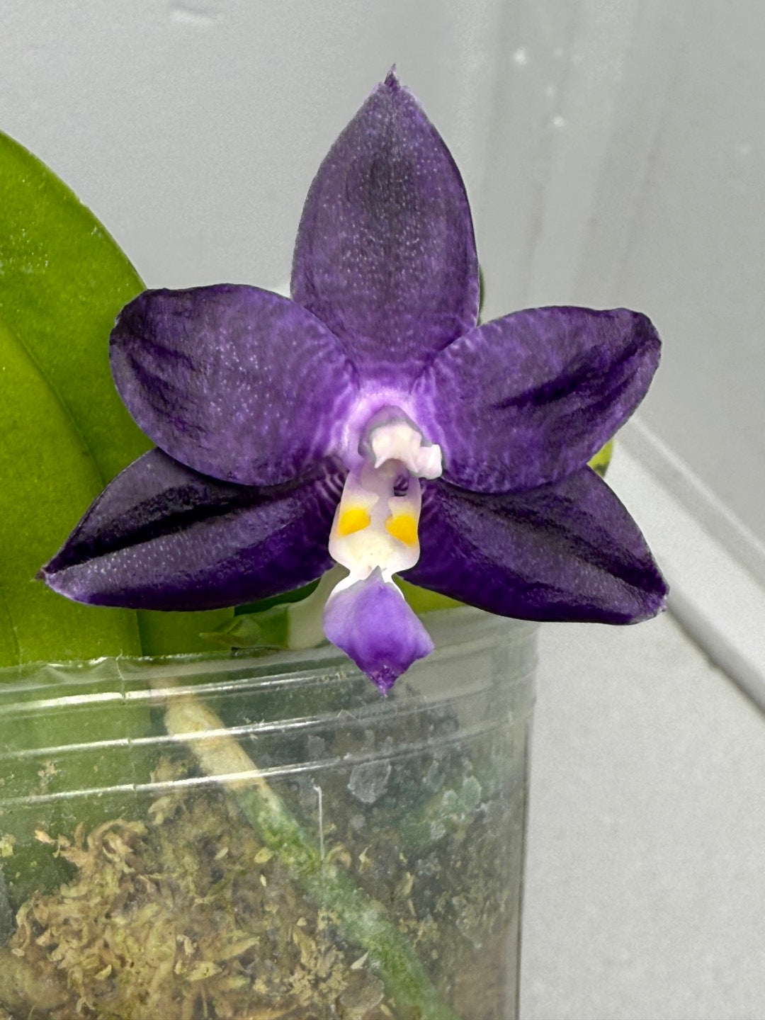 Phalaenopsis Mainshow Pylo QA-120-250901 Flowering