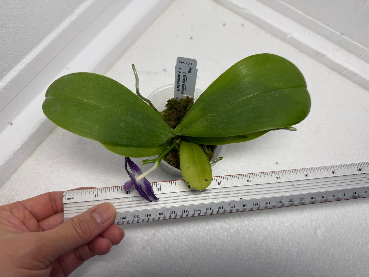 Phalaenopsis Mainshow Pylo QA-120-250901 Flowering