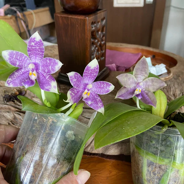 Phalaenopsis Mainshow Pylo - Seed Grown (QA-120)