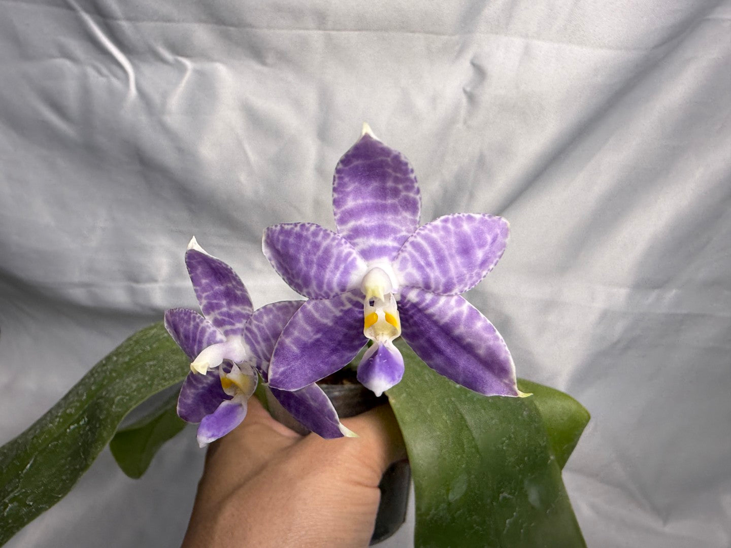 QA-121 Phalaenopsis MS Ely Pax - Seed Grown 260830 Flowering