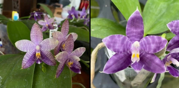 Phalaenopsis MS Ely Pax - Seed Grown