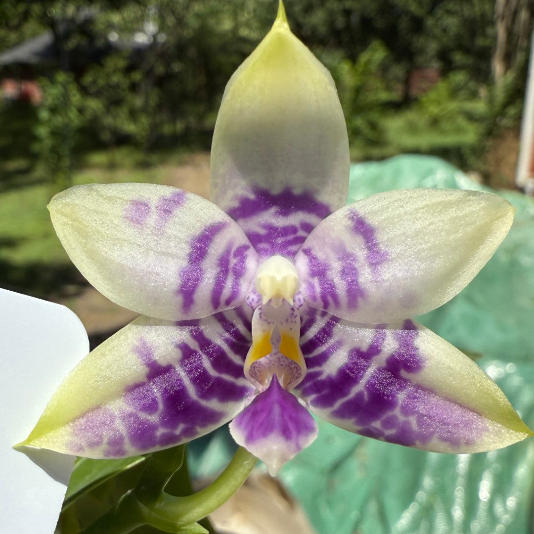 Phalaenopsis MS Ely Pax - Seed Grown