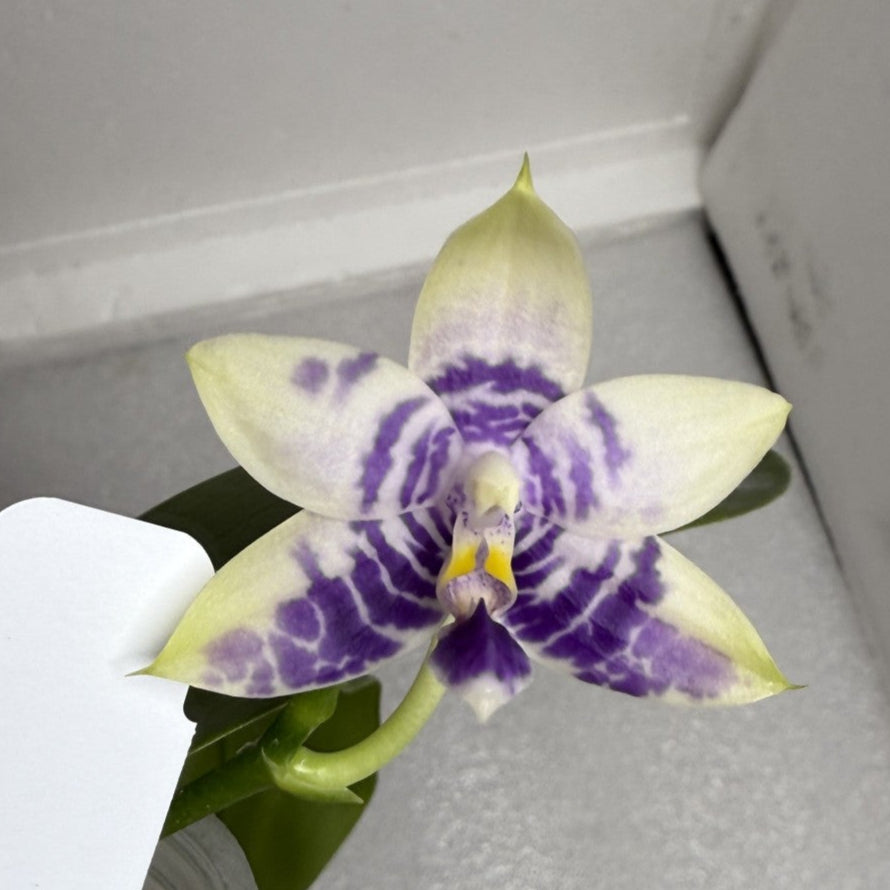 Phalaenopsis MS Ely Pax - Seed Grown