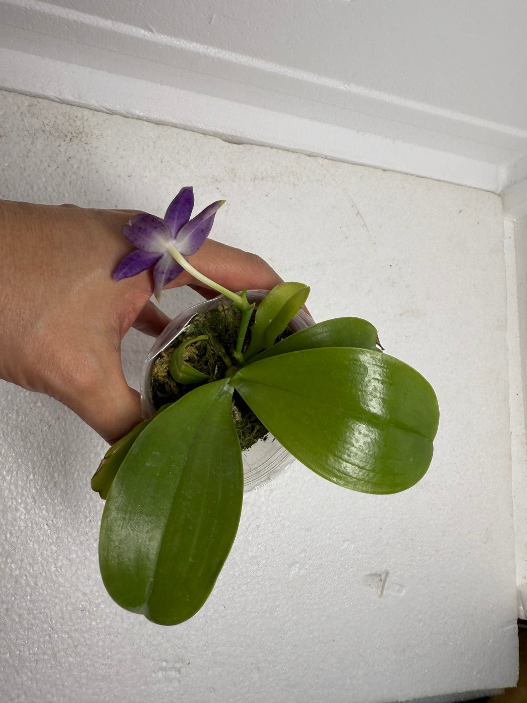 Phalaenopsis Mainshow Jennifer 250913 Flowering Seed Grown