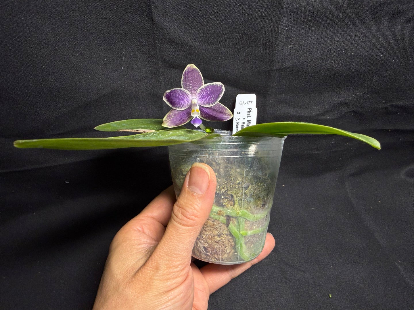 Phalaenopsis Mainshow Jennifer 260708 Flowering Seed Grown