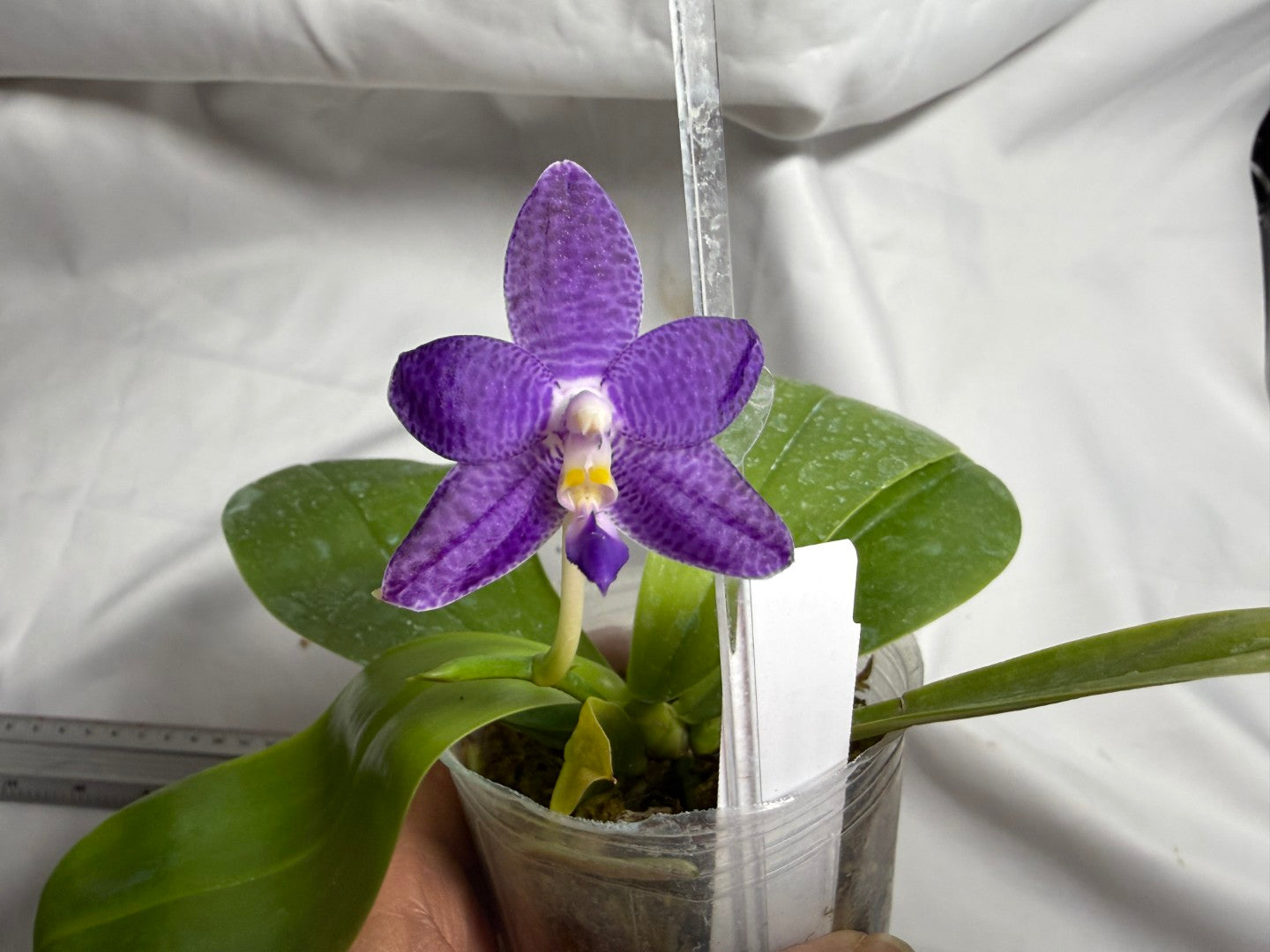 Phalaenopsis Mainshow Jennifer 260714 Flowering Seed Grown