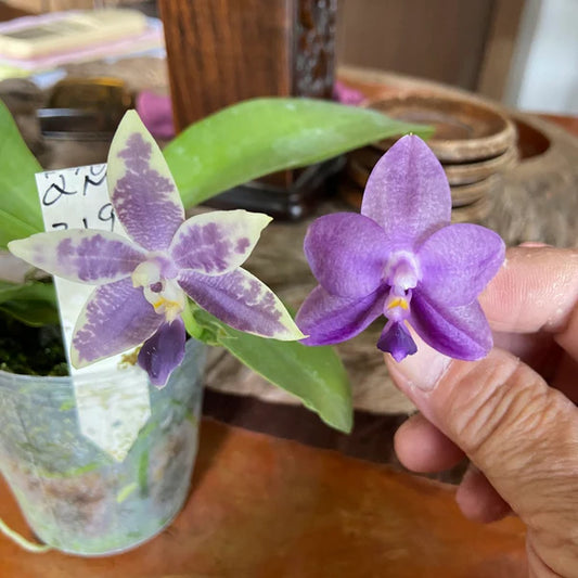Phalaenopsis KS Blue Ludde x Mainshow Sapphire - Seed Grown