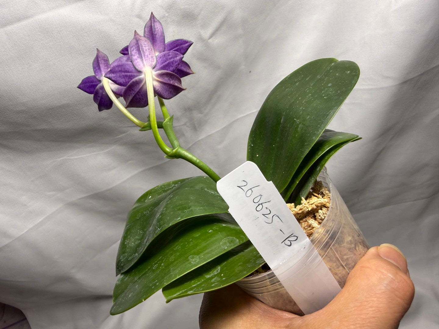 QA157 Phalaenopsis Blaine's Magic Sunset- Seed Grown 260625-B Flowering
