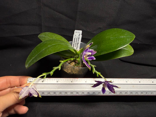 QA-157 Phalaenopsis Blaine's Magic Sunset- Seed Grown 260708 Flowering 3 spikes