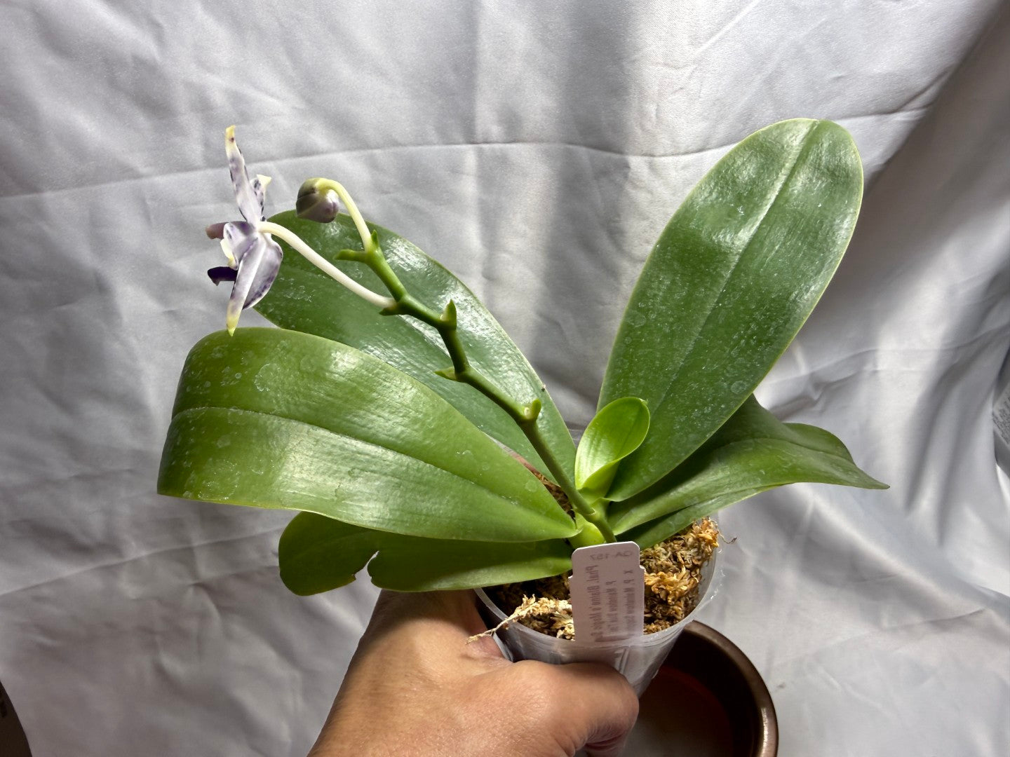 QA-157 Phalaenopsis Blaine's Magic Sunset- Seed Grown 260804 Flowering