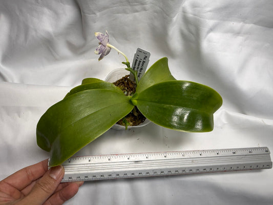 QA-157 Phalaenopsis Blaine's Magic Sunset- Seed Grown 260816 Flowering