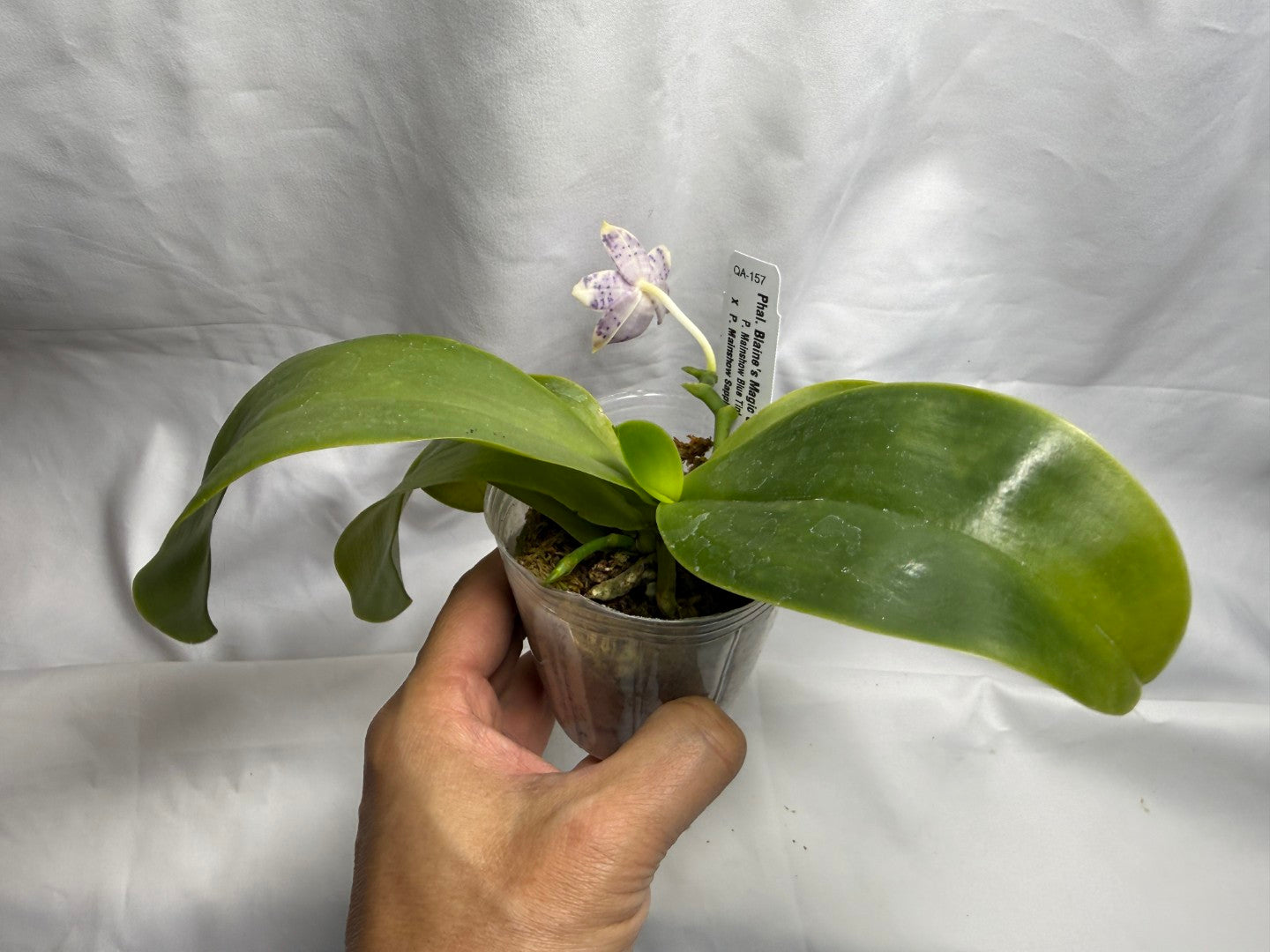 QA-157 Phalaenopsis Blaine's Magic Sunset- Seed Grown 260816 Flowering