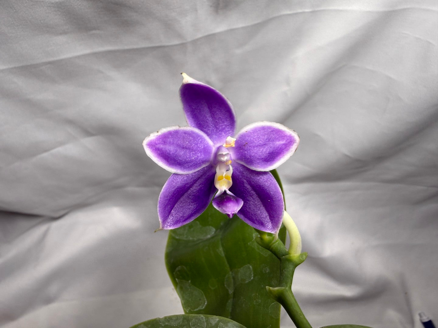 QA180 Phalaenopsis MS Elfy Jenn - Seed Grown 260626-C Flowering