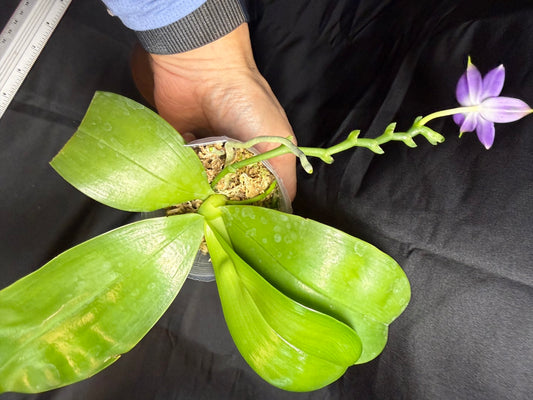 QA-183 Phalaenopsis MS Blue Sapphire - Seed Grown 260707-A Flowering