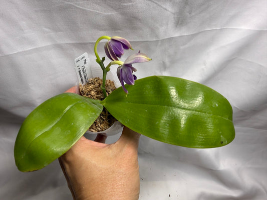 QA188 Phalaenopsis (Yaphon Christmas x KS Blue Ludde) x Mainshow Sapphire - Seed Grown 260626 Flowering
