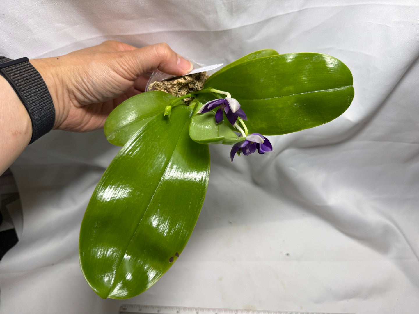 QA212 Phalaenopsis Mainshow Blue Wave X Mainshow Sapphire - Seed Grown 260626-A Flowering 2 spikes