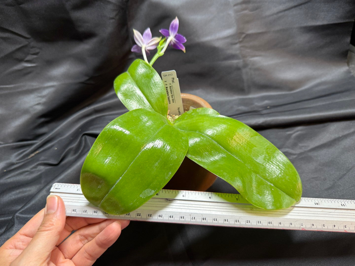 QA212 Phalaenopsis MS Sapphire Tide - Seed Grown 260707 Flowering