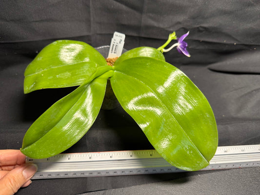 QA212 Phalaenopsis MS Sapphire Tide - Seed Grown 260708-A Flowering