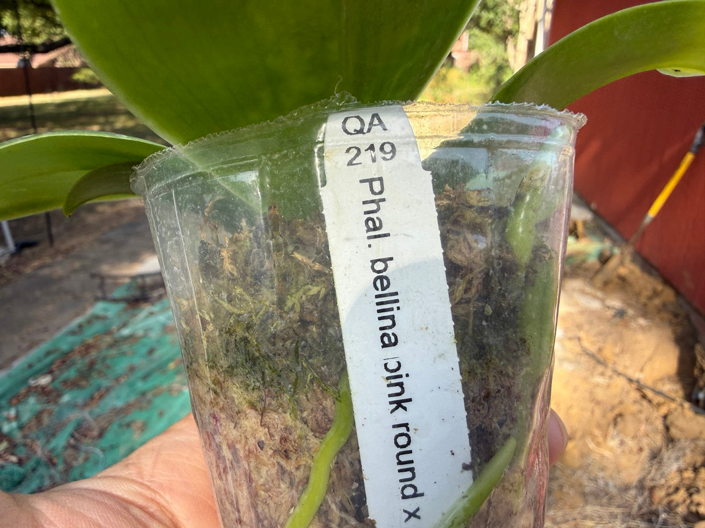 QA219 Phalaenopsis bellina f. delicata (pink) x sib - Seed Grown 260816 Flowering